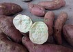 龙薯9红薯行情抚州优质地瓜品种批发