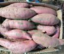 赣州红薯商薯19报价山东优质地瓜甘薯批发