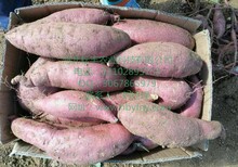 商薯19红薯行情抚州地瓜品种批发图片2