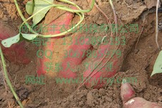 商薯19红薯行情抚州地瓜品种批发图片3