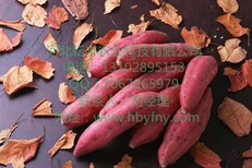 商薯19红薯行情抚州地瓜品种批发图片4