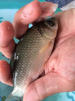 鯽魚苗俄羅斯超級鯽魚魚苗批發(fā)鯽魚苗