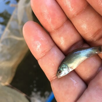 丁桂鱼欧洲丁鱥丁桂鱼苗鱼苗批发