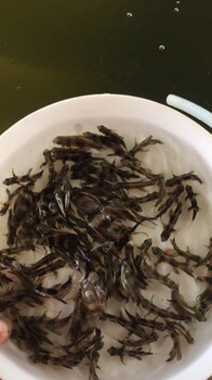 胭脂魚苗一帆風(fēng)順胭脂魚觀賞魚魚苗
