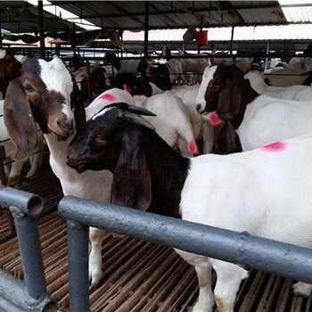 夏季肉羊养殖要注意什么北京英美尔技术支持