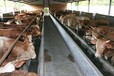 2017年肉牛养殖前景肉牛养殖的机遇