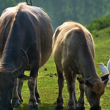飼養(yǎng)肉牛用哪幾種牧草搭配比較好肉牛青粗飼料