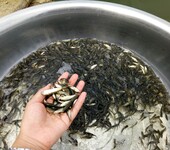贵州鱼苗养殖场