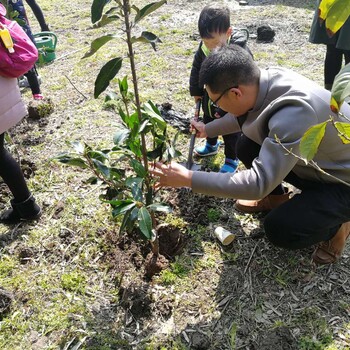 上海环保植树活动开展公司单位植树亲子植树组织