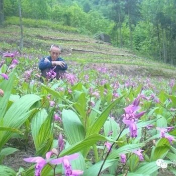 武漢農夢達白芨藥材種植基地