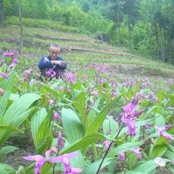 武汉农梦达白芨药材种植基地