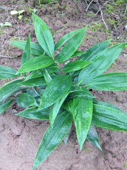 武汉农梦达黄精药材种植基地