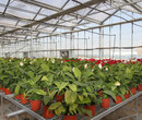 温室大棚花卉夏季管理技术图片