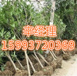唐山大量出售花椒苗/枇杷苗价格159-9372-0369图片