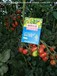 西红柿授粉座果神器蜂蝶传媒，安全授粉，迅速座果