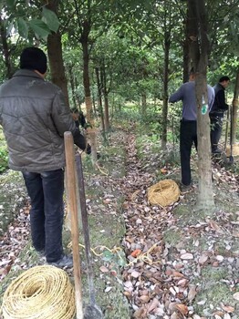 成都香樟大量供应8-40公分香樟价格成都香樟香樟基地