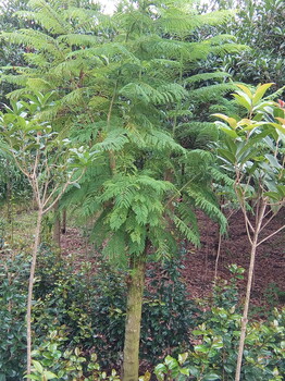 成都藍(lán)花楹基地四川藍(lán)花楹藍(lán)花楹產(chǎn)地成都崇德園林
