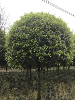 成都高桿桂花桂花精修剪地租到期清倉處理歡迎選購