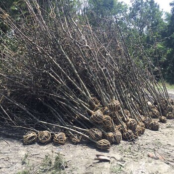 成都贴梗海棠基地贴梗海棠格批量供应存活率高