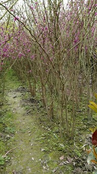 成都紫荆基地紫荆单杆丛生紫荆批量供应树型好