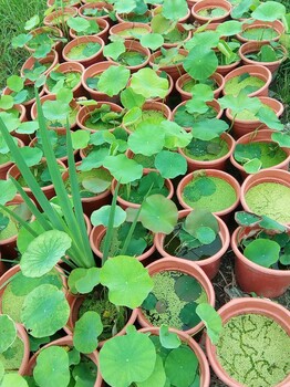 成都水生植物基地水生植物批量供应各品种水生植物一手货源