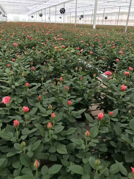 成都各類(lèi)草花價(jià)格草花格草花批量供應(yīng)