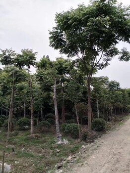 供应栾树批发栾树格栾树基地栾树截干冒树型好杆直供应栾树批发