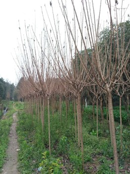 樱花基地樱花格樱花批量供应樱花一手货源