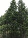 成都精品水杉基地温江最大水杉直销6-18公分不偏冠树型好优质黑土