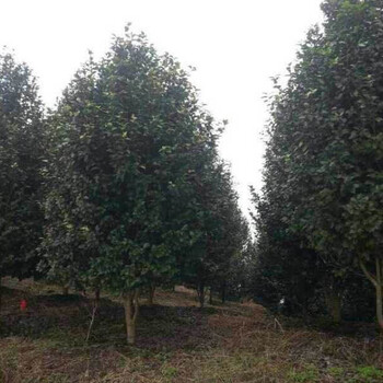 四川成都茶花籠子，成都茶花籠子基地