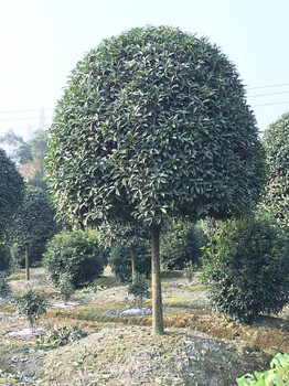 成都桂花价格，成都高杆八月桂