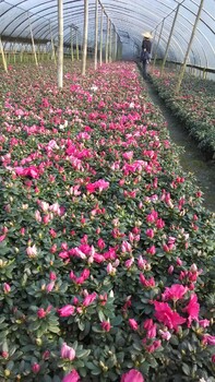 成都西洋鵑價(jià)格，成都西洋鵑基地