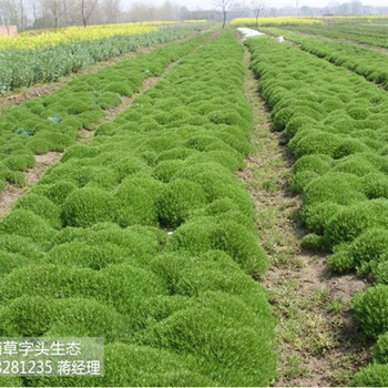 湖南草字頭生態(tài)佛甲草