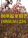 彩叶豆梨玉香缇供应天津海棠粉手帕槲栎种植基地