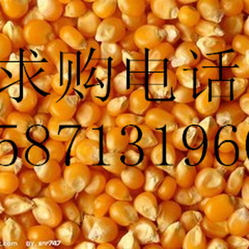 旺川饲料大量求购：玉米、大豆、高粮、棉粕、麸皮、肉骨粉