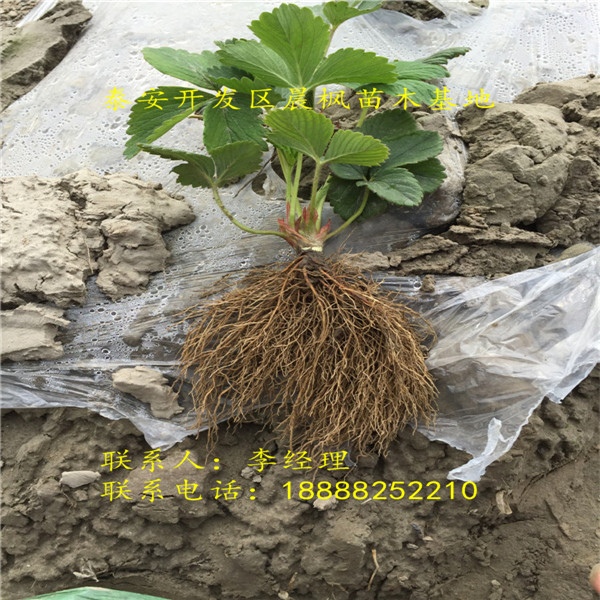了解2018年新品種卡姆羅莎草莓苗價(jià)格