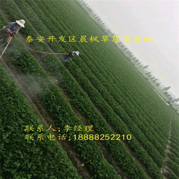 了解2018年新品種卡姆羅莎草莓苗價(jià)格