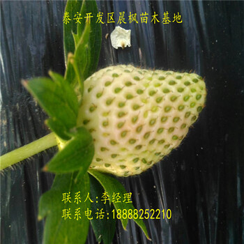 了解2018年新品種卡姆羅莎草莓苗價格