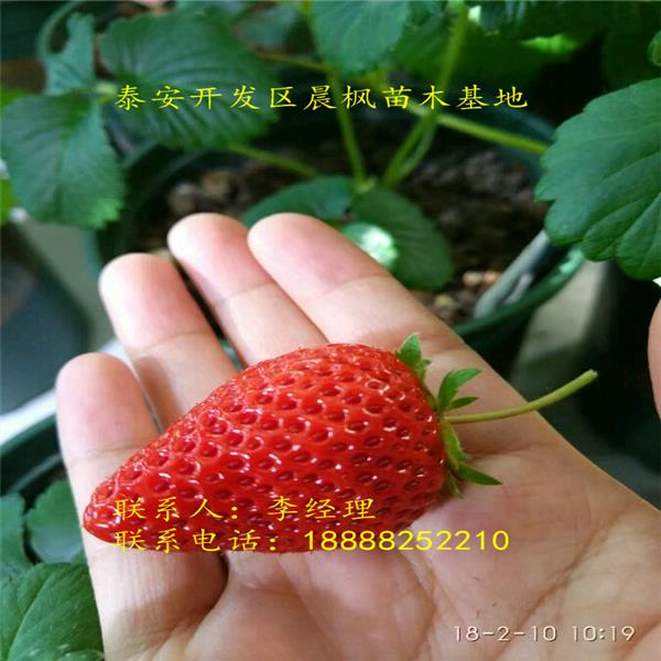 了解2018年新品種卡姆羅莎草莓苗價(jià)格