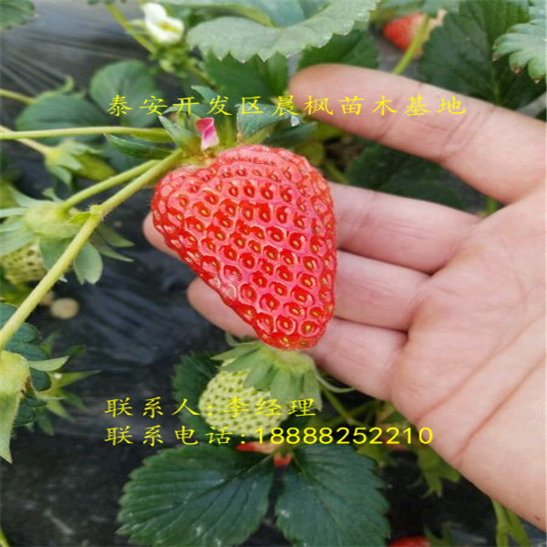 恩施2018年久香草莓苗量大批发,.