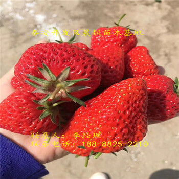牛奶草莓苗牛奶草莓苗供应价格