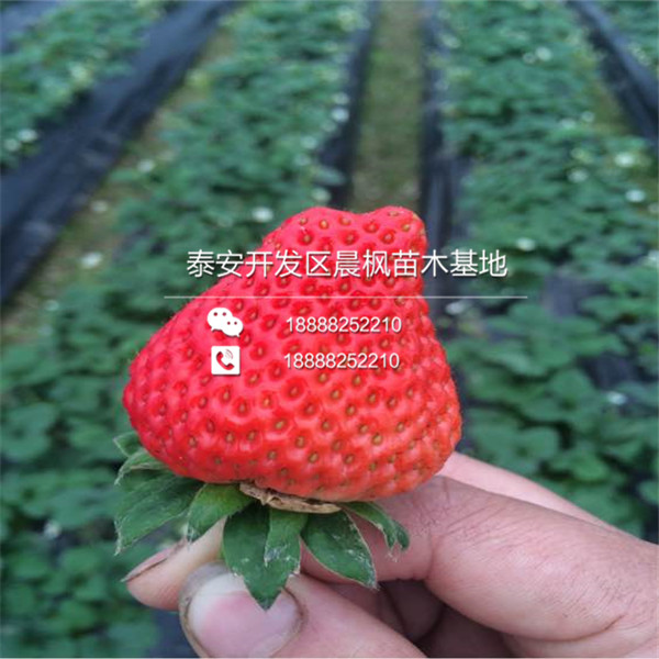 2018年太原草莓苗基地京凝香草莓苗正式开售