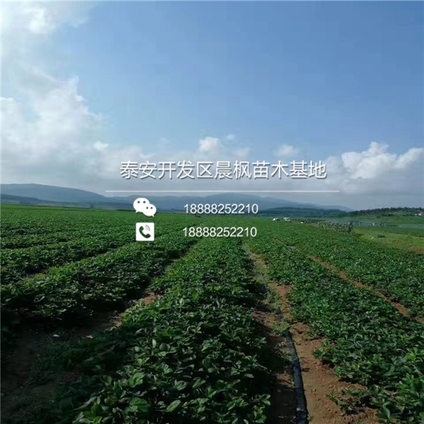 2018年襄阳草莓苗基地森嘎拉草莓苗正式开售