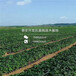 宜君县草莓苗基地、宜君县草莓苗种植技术