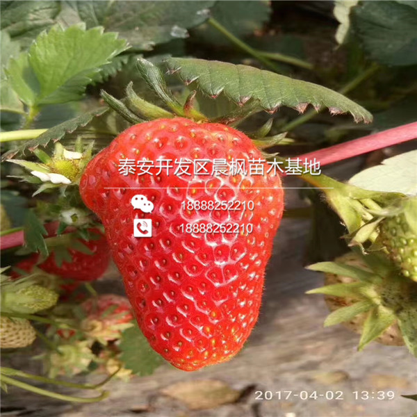 2018年海南紫金久红草莓苗价格、海南紫金久红草莓苗批发价格紫金久红草莓苗多少钱一棵