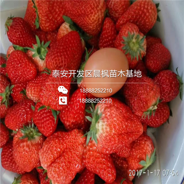 2018年齐齐哈尔草莓苗基地红颊草莓苗正式开售