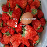 日本99草莓苗图片0