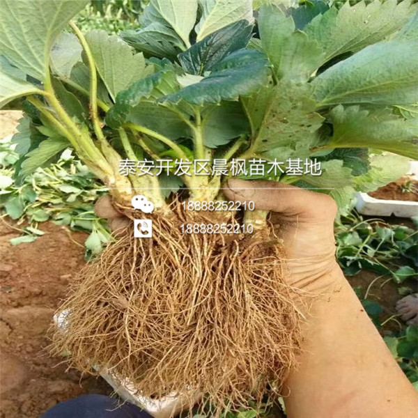 多少钱一棵酒香草莓苗、酒香草莓苗批发价格、一株酒香草莓苗价格是