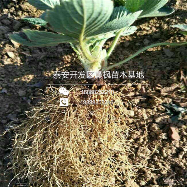 好管理的白牛奶草莓苗、好管理的白牛奶草莓苗