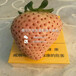 红珍珠草莓苗报价红珍珠草莓苗价格红珍珠草莓苗报价及价格